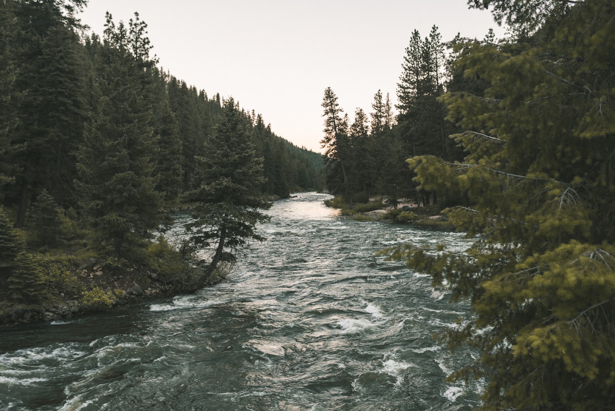 Green trees beside the Boise River, Idaho