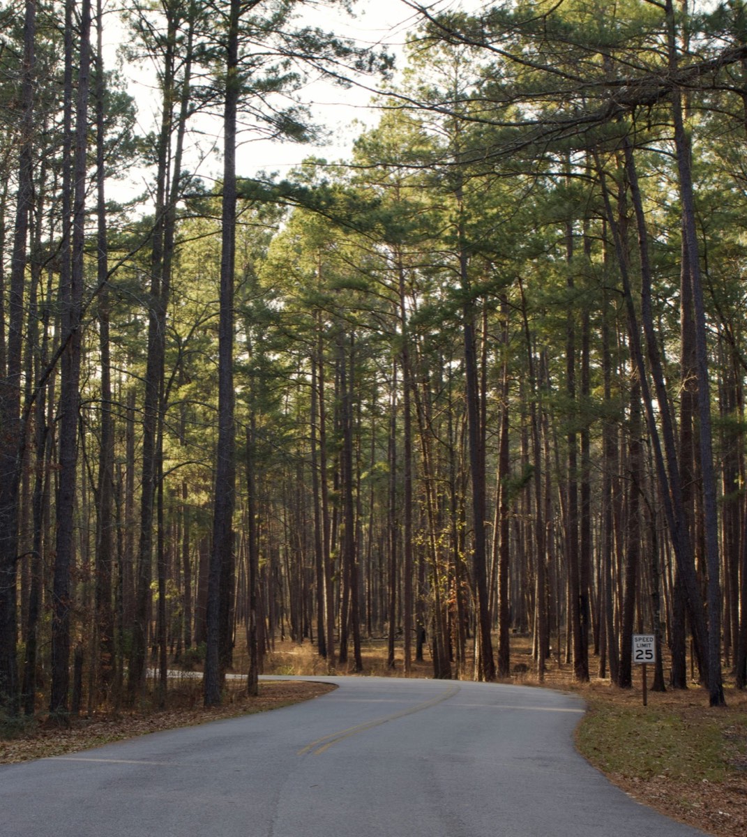 Pine forest road winding through Congaree National Park near Columbia, South Carolina