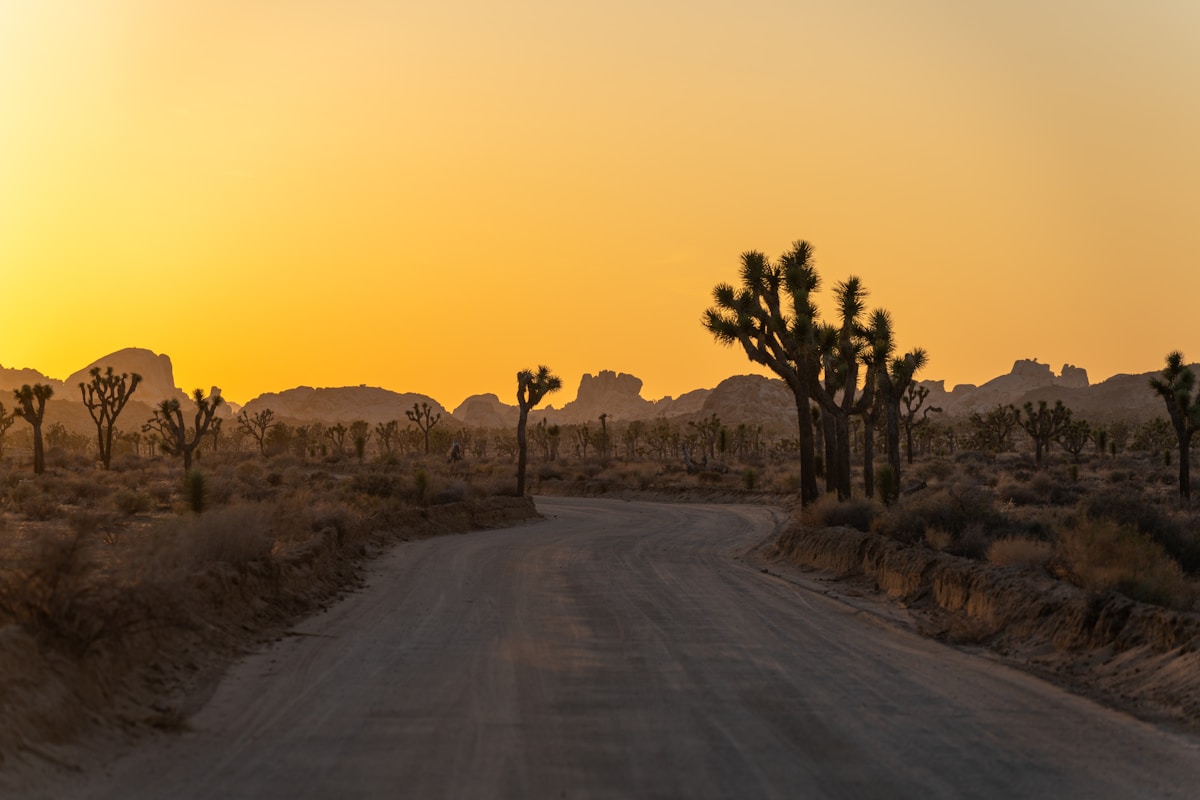 Joshua trees beside a desert road at sunset, Joshua Tree National Park
