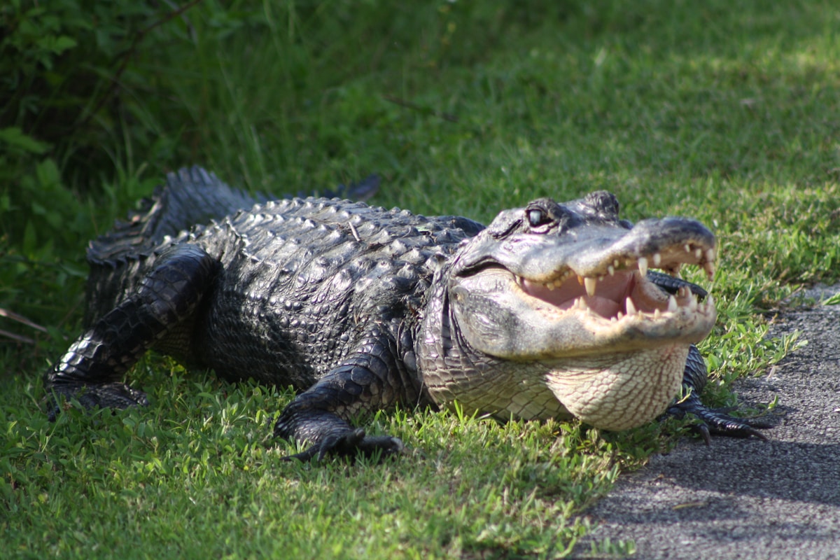 Alligator lying on the grass beside a path in the Everglades