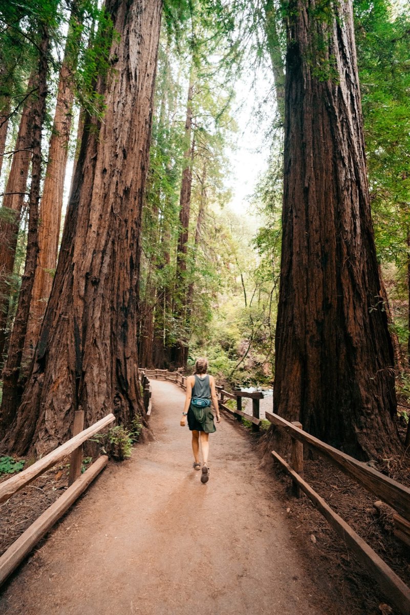 Hiker on a trail between towering coast redwoods in Muir Woods