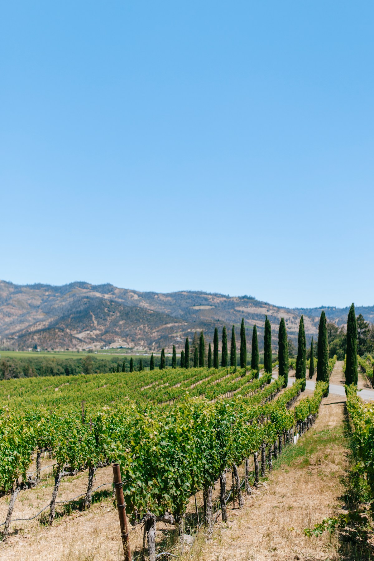 Rows of grapevines in Napa Valley wine country with mountains and cypress trees