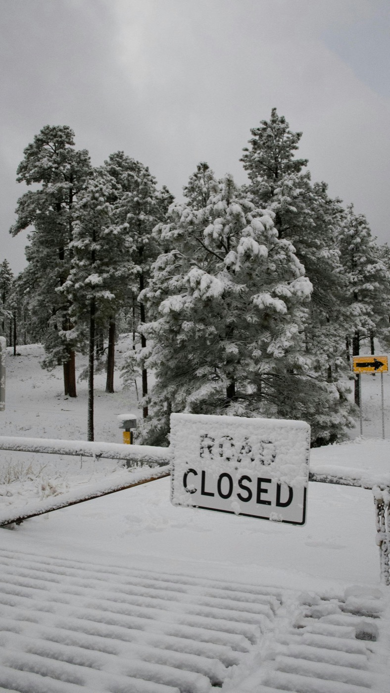 Snow-covered ponderosa pines and road closed sign after winter storm in Flagstaff, Arizona