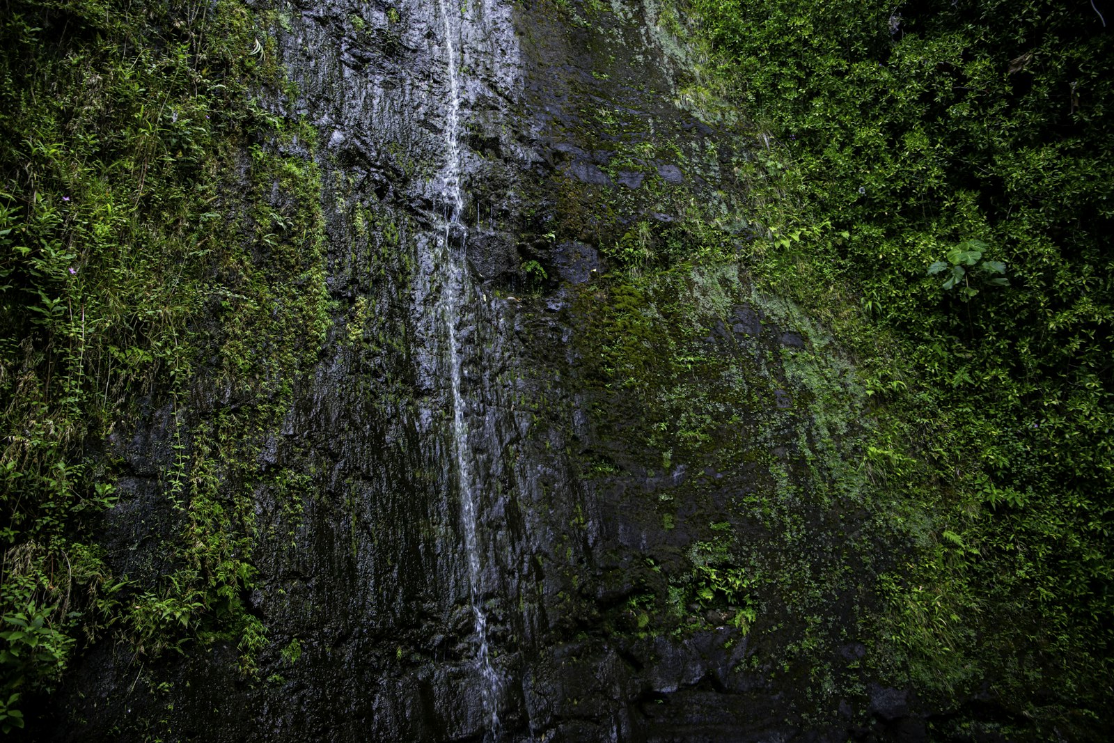 Manoa Falls waterfall cascading down a moss-covered cliff through dense green rainforest, Honolulu, Hawaii