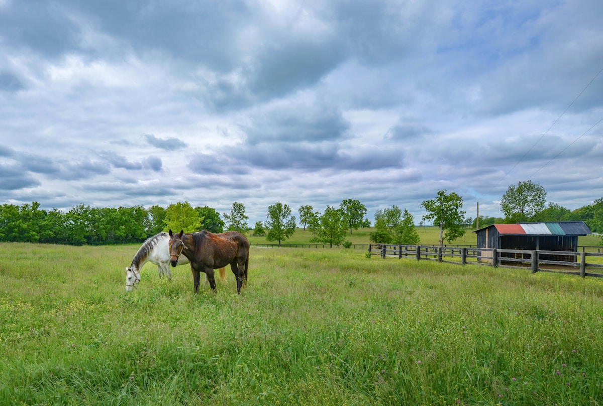 Two horses grazing in a green pasture with wooden fencing, Lexington, Kentucky
