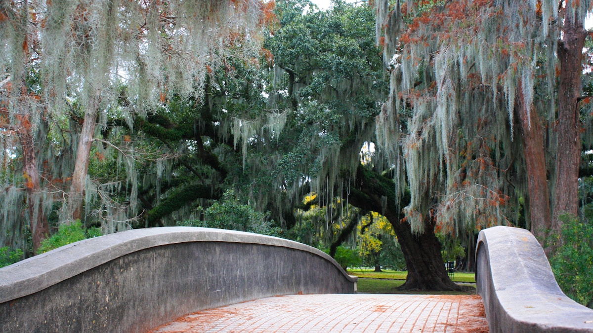 Spanish moss-draped oak trees lining a plantation driveway in Louisiana