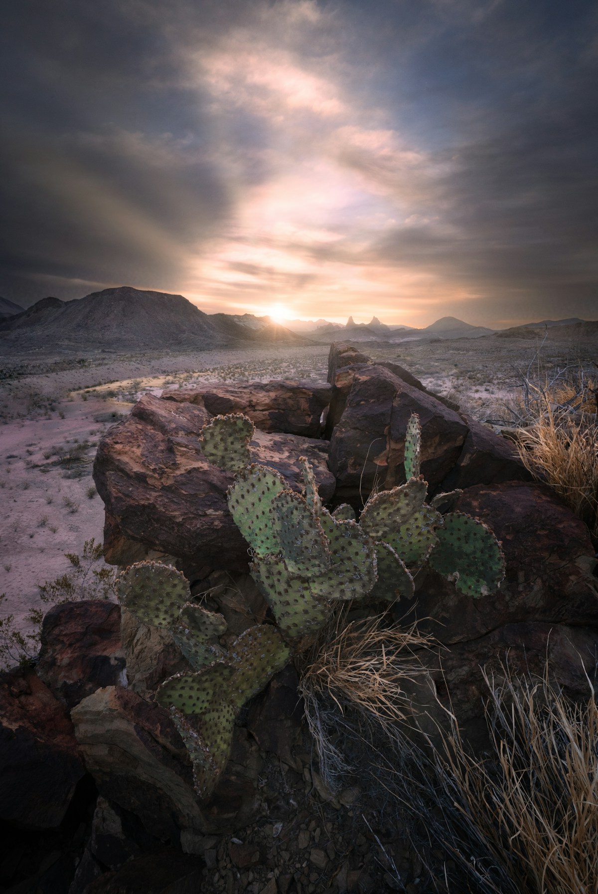 Prickly pear cactus and rocky desert landscape at sunset, Big Bend National Park, Texas