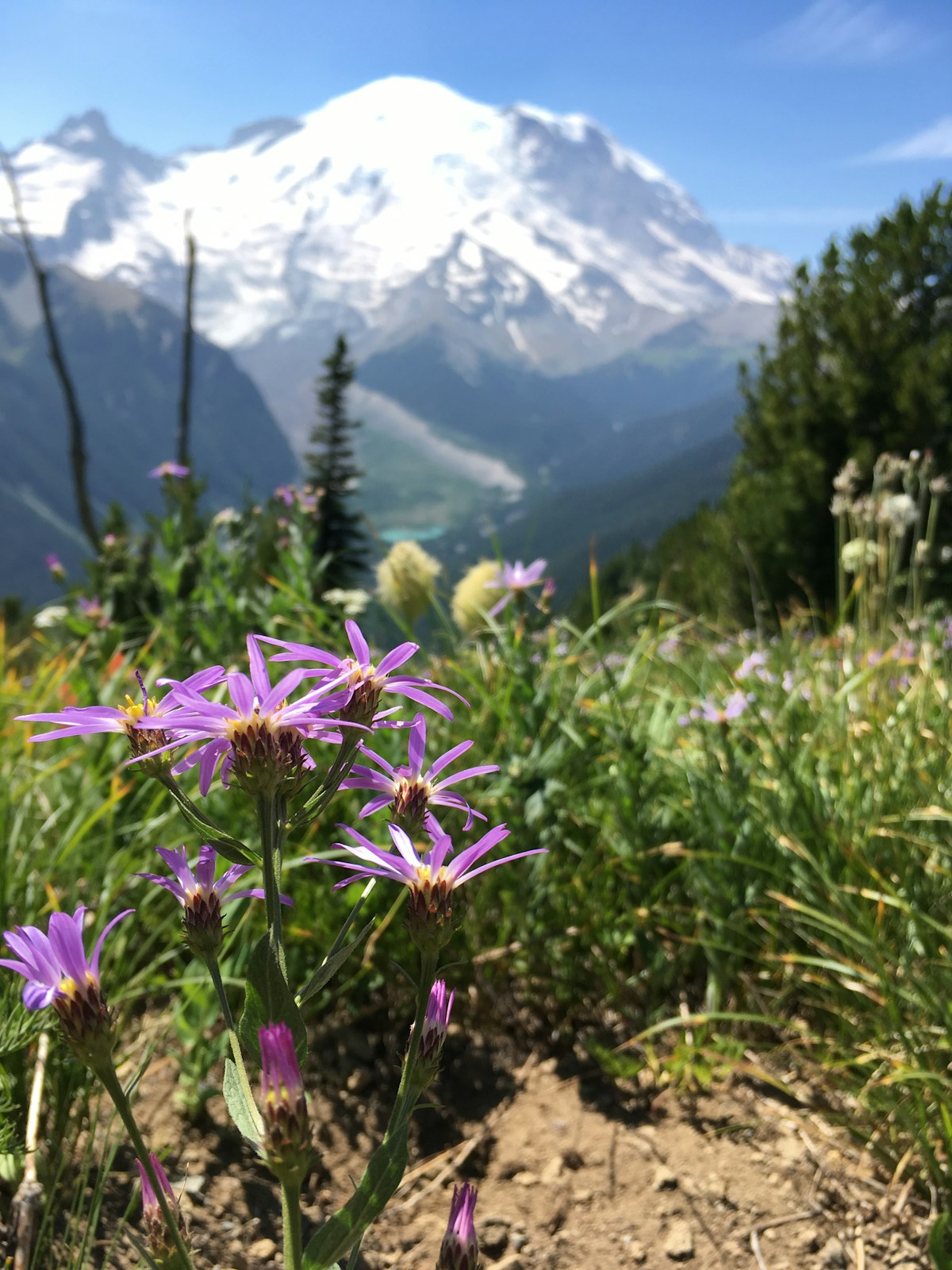 Mount Rainier rising above wildflower meadows at Paradise