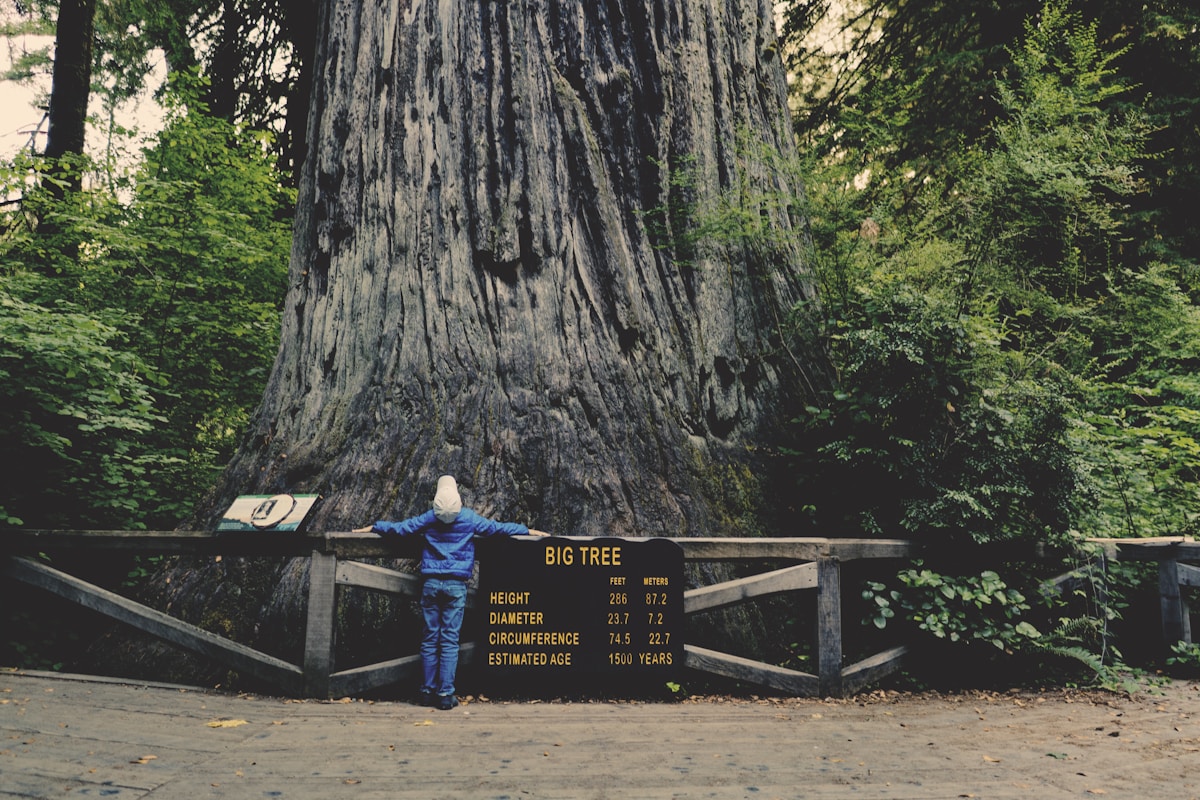 Person standing before the Big Tree at Redwood National Park, dwarfed by the massive ancient trunk