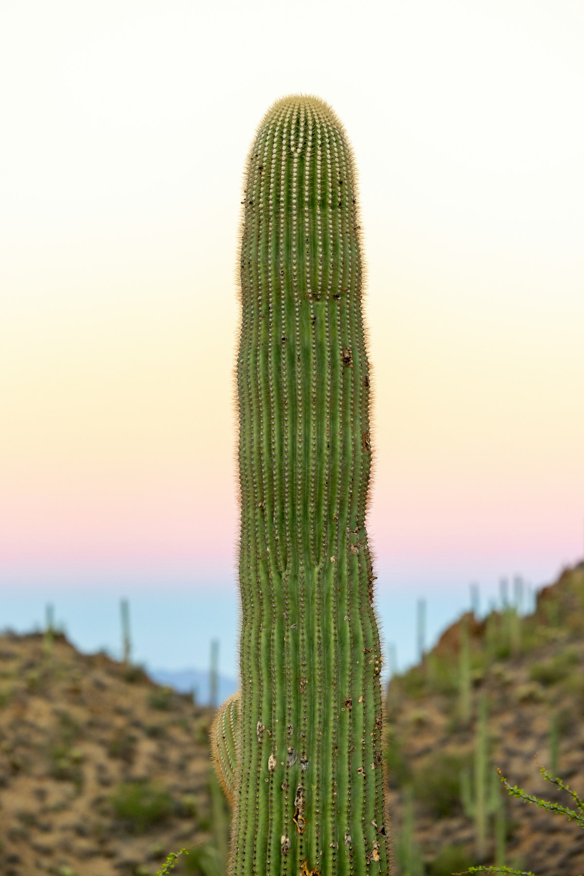Tall saguaro cactus rising against a pastel desert sky at dusk, Saguaro National Park, Arizona