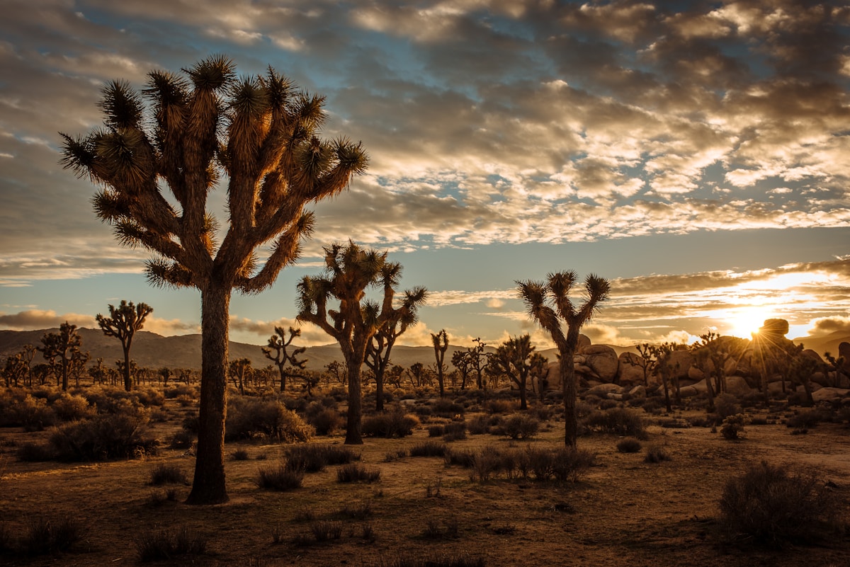 Towering Joshua trees and sandy desert landscape in Joshua Tree National Park, California
