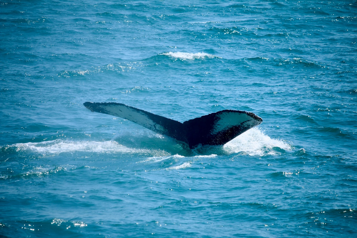 Humpback whale tail rising above the ocean surface, Provincetown, Massachusetts