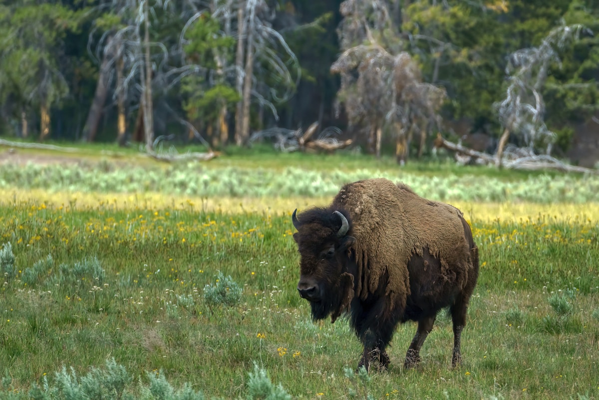 American bison herd grazing on the Yellowstone plain at dawn