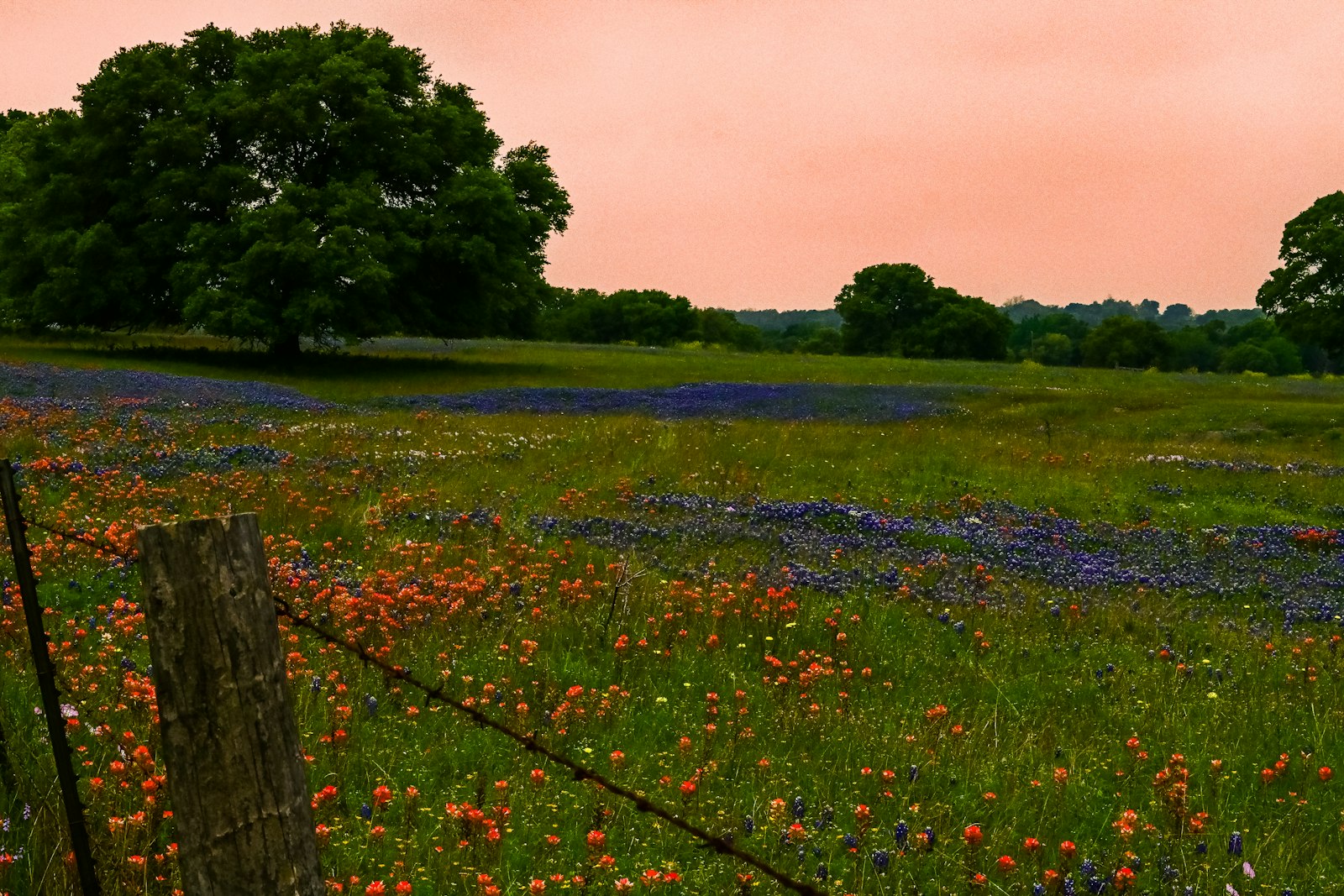 Texas bluebonnets and Indian paintbrush wildflowers along a barbed wire fence in the Hill Country
