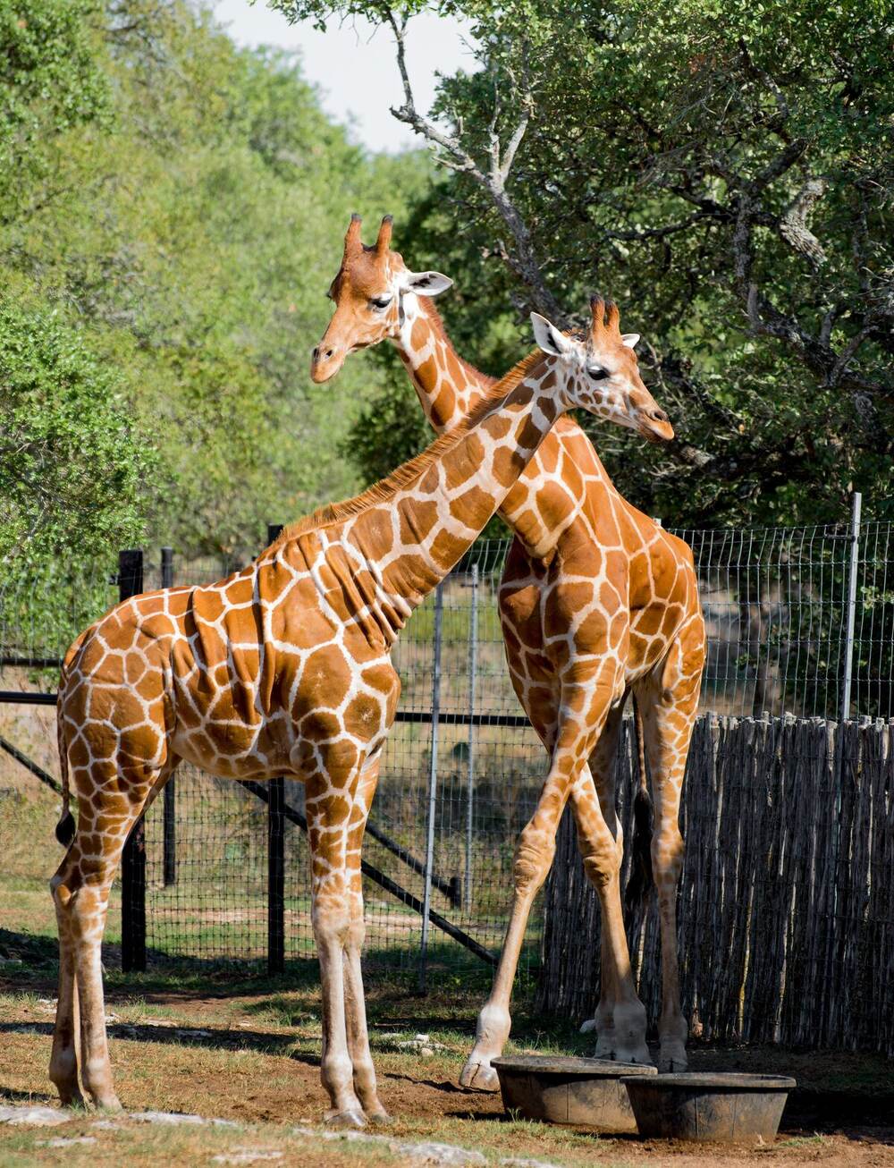 Two giraffes in a sunlit zoo enclosure surrounded by trees at San Diego Zoo