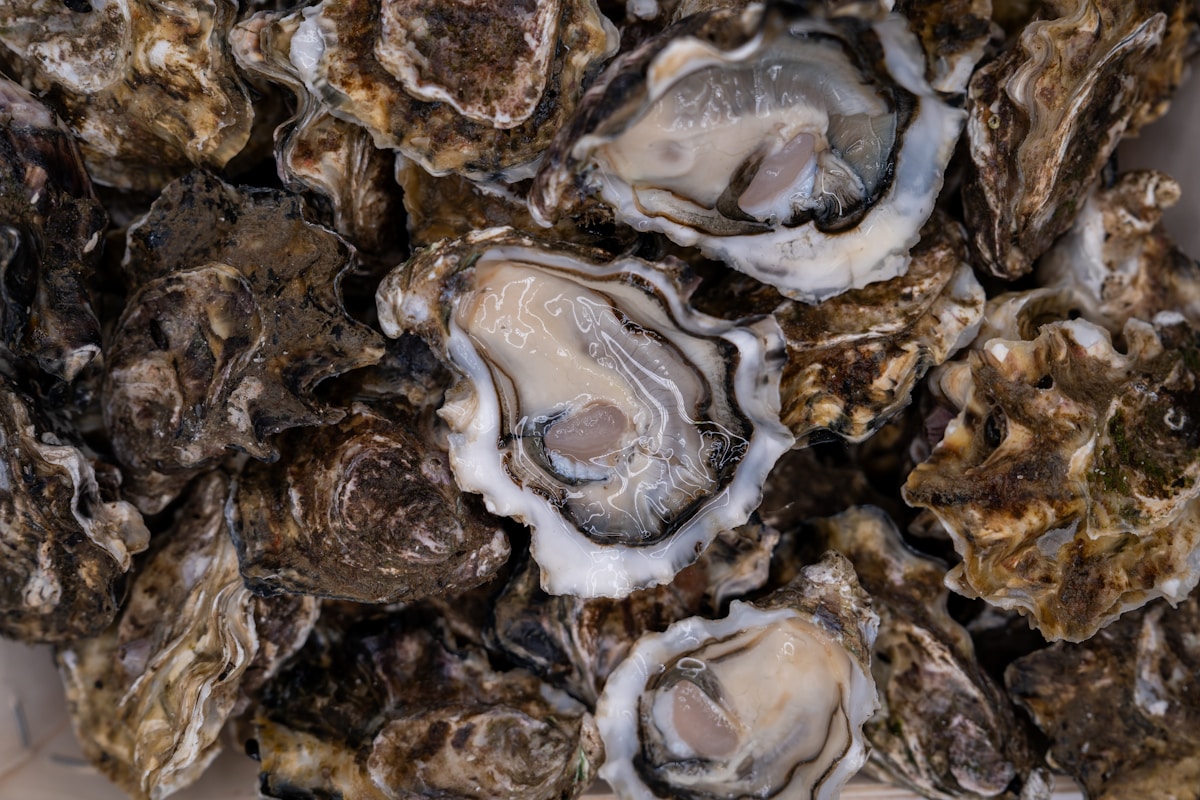 Fresh Pacific oysters piled on ice at a Seattle seafood restaurant, Washington